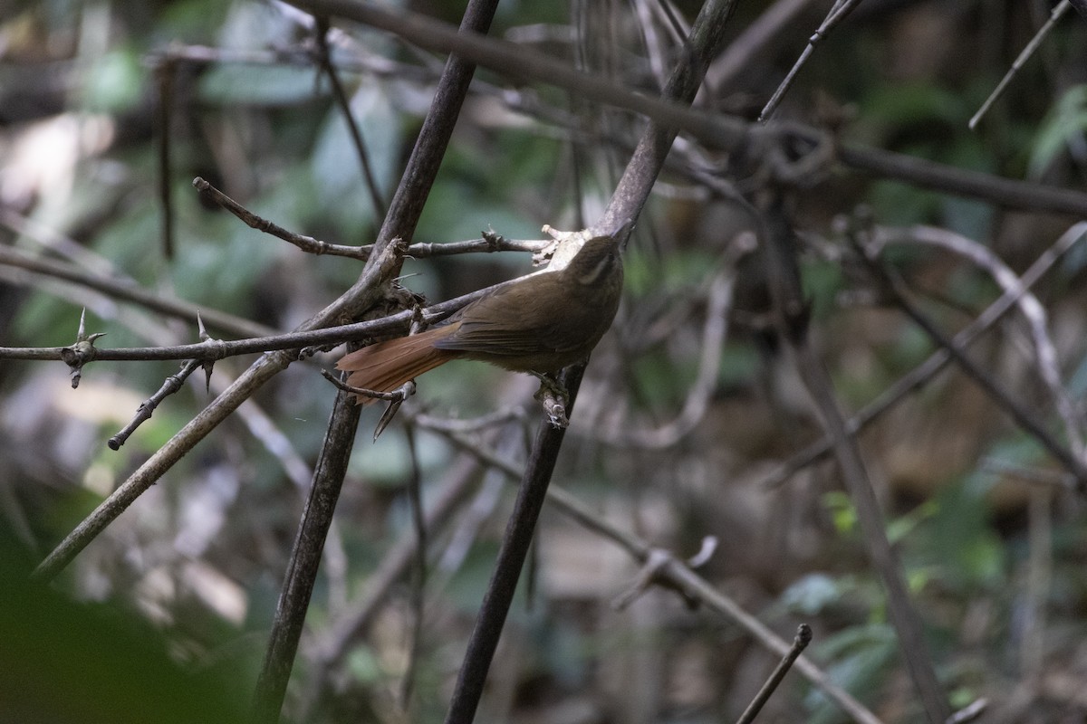 White-browed Foliage-gleaner - ML639740532
