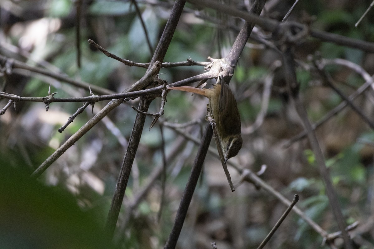 White-browed Foliage-gleaner - ML639740533