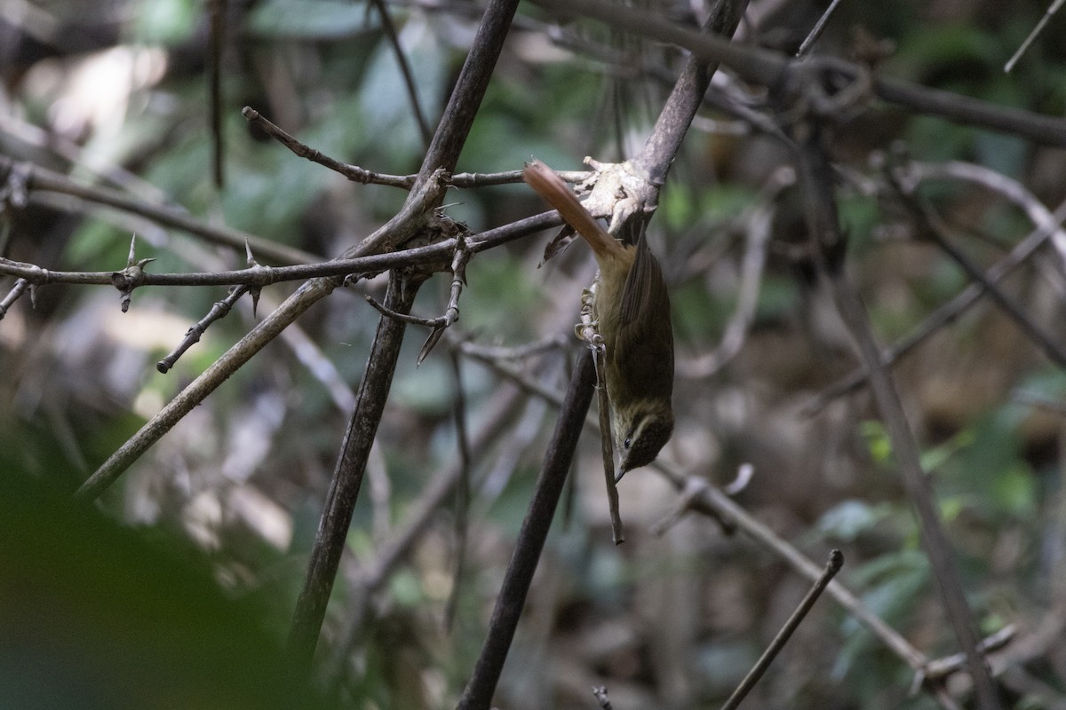 White-browed Foliage-gleaner - ML639740535
