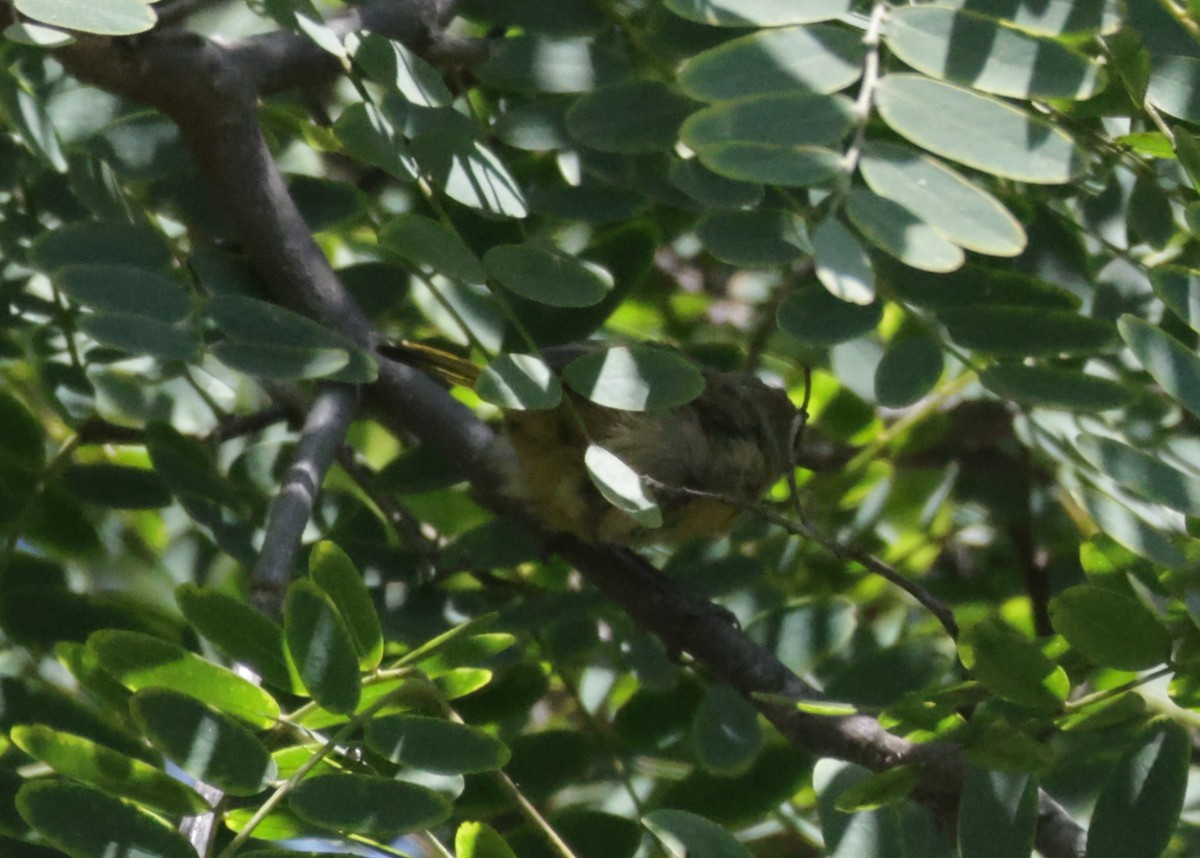 Oriole masqué - ML639740558