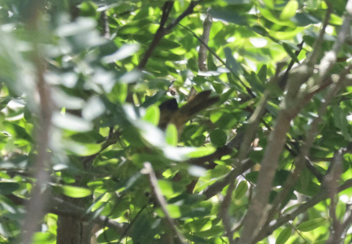 Oriole masqué - ML639740559