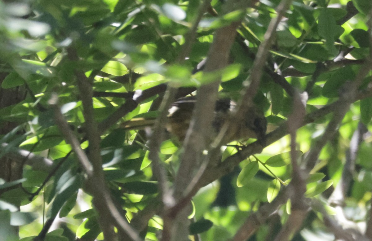 Oriole masqué - ML639740561