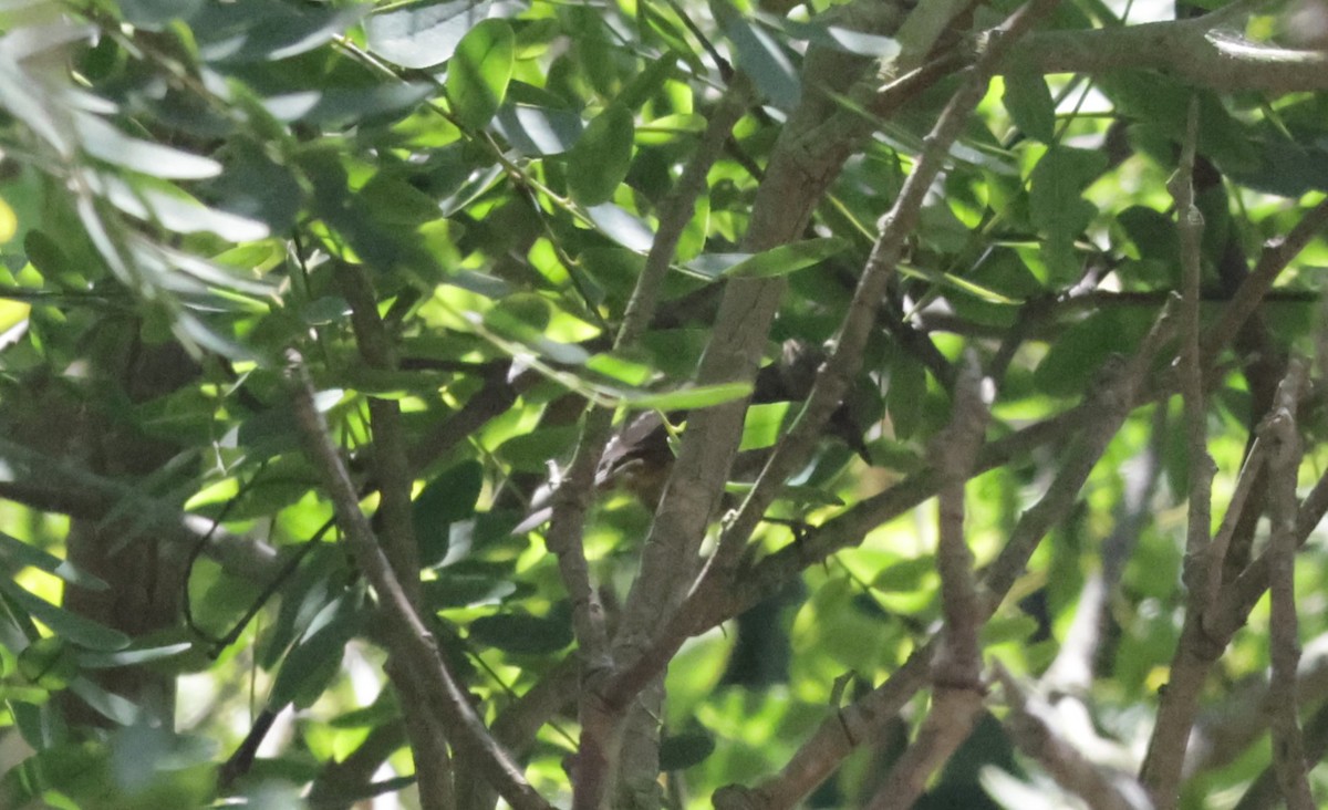Oriole masqué - ML639740562