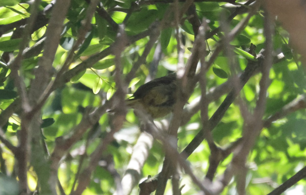 Oriole masqué - ML639740563