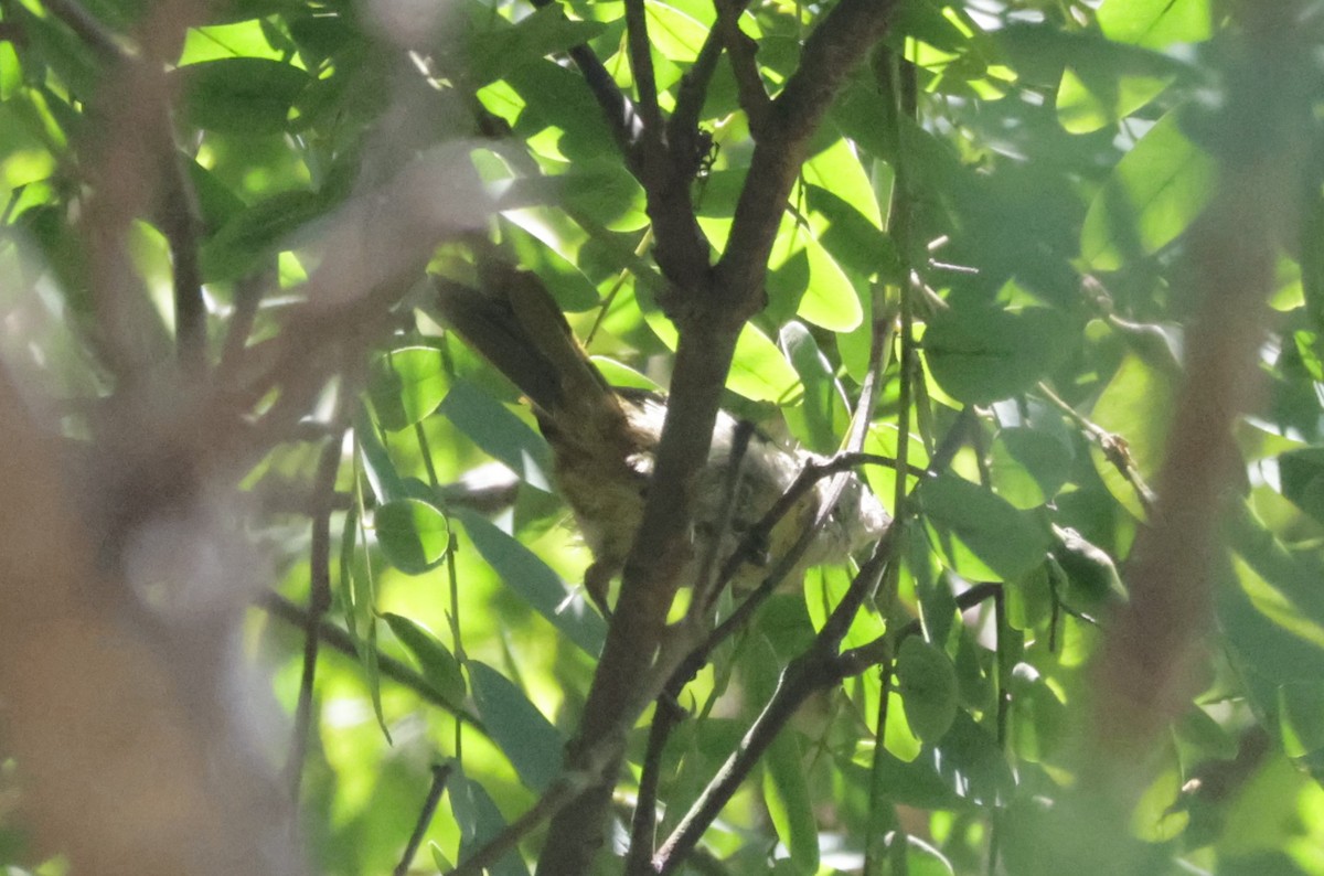 Oriole masqué - ML639740564
