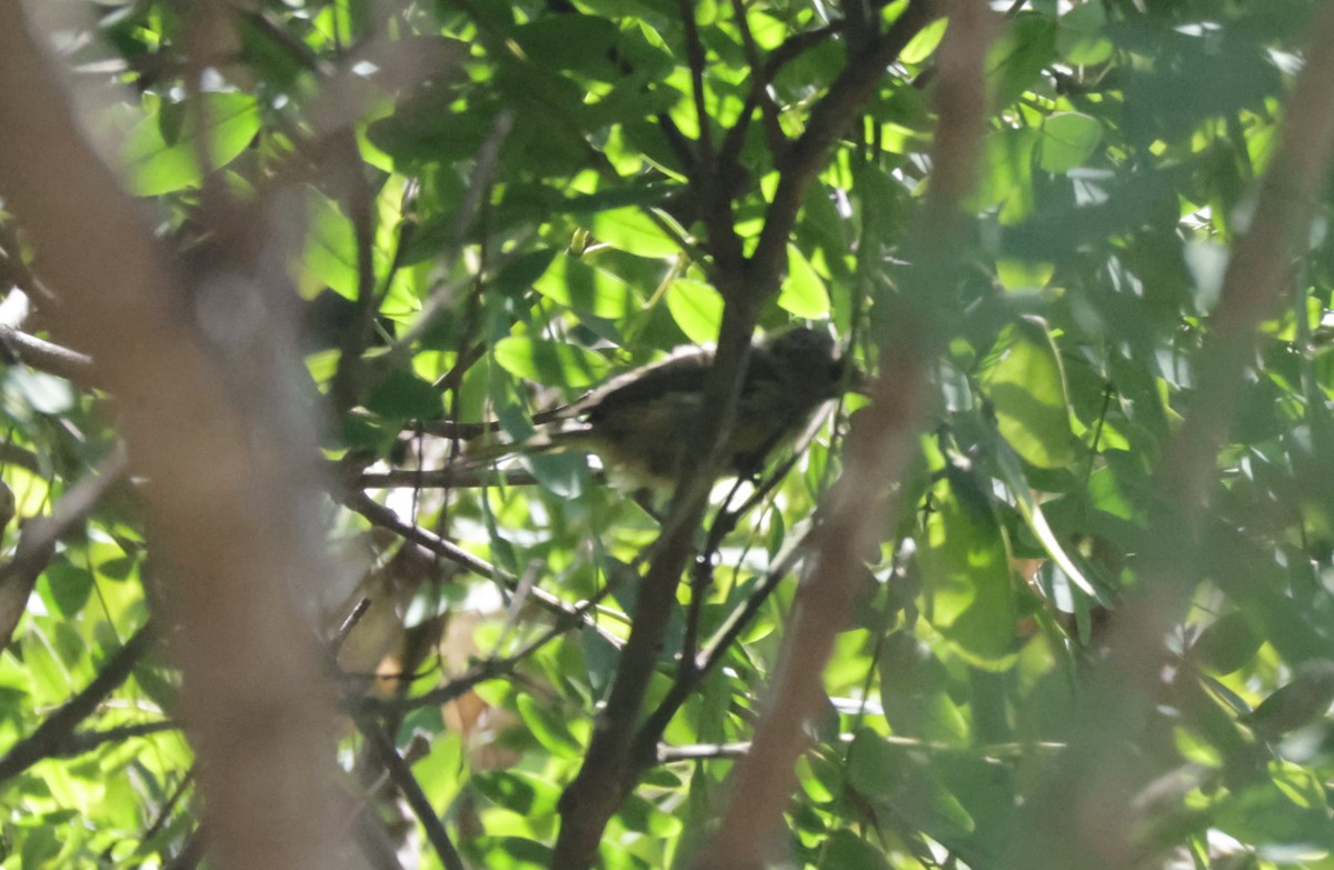Oriole masqué - ML639740565