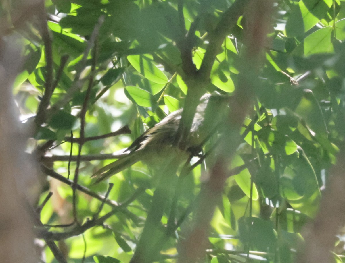 Oriole masqué - ML639740566