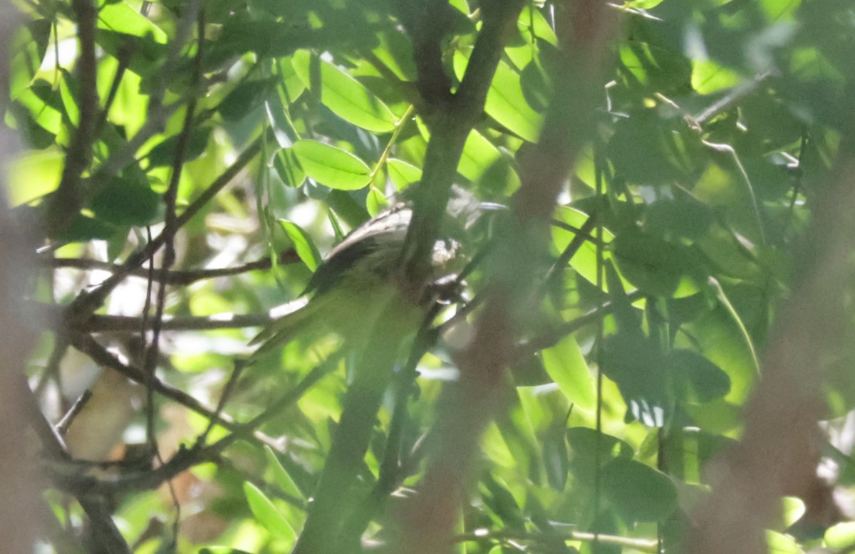 Oriole masqué - ML639740567
