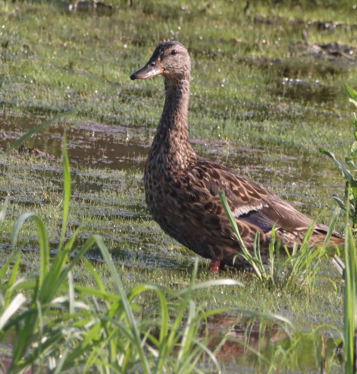 Mallard - ML639740617