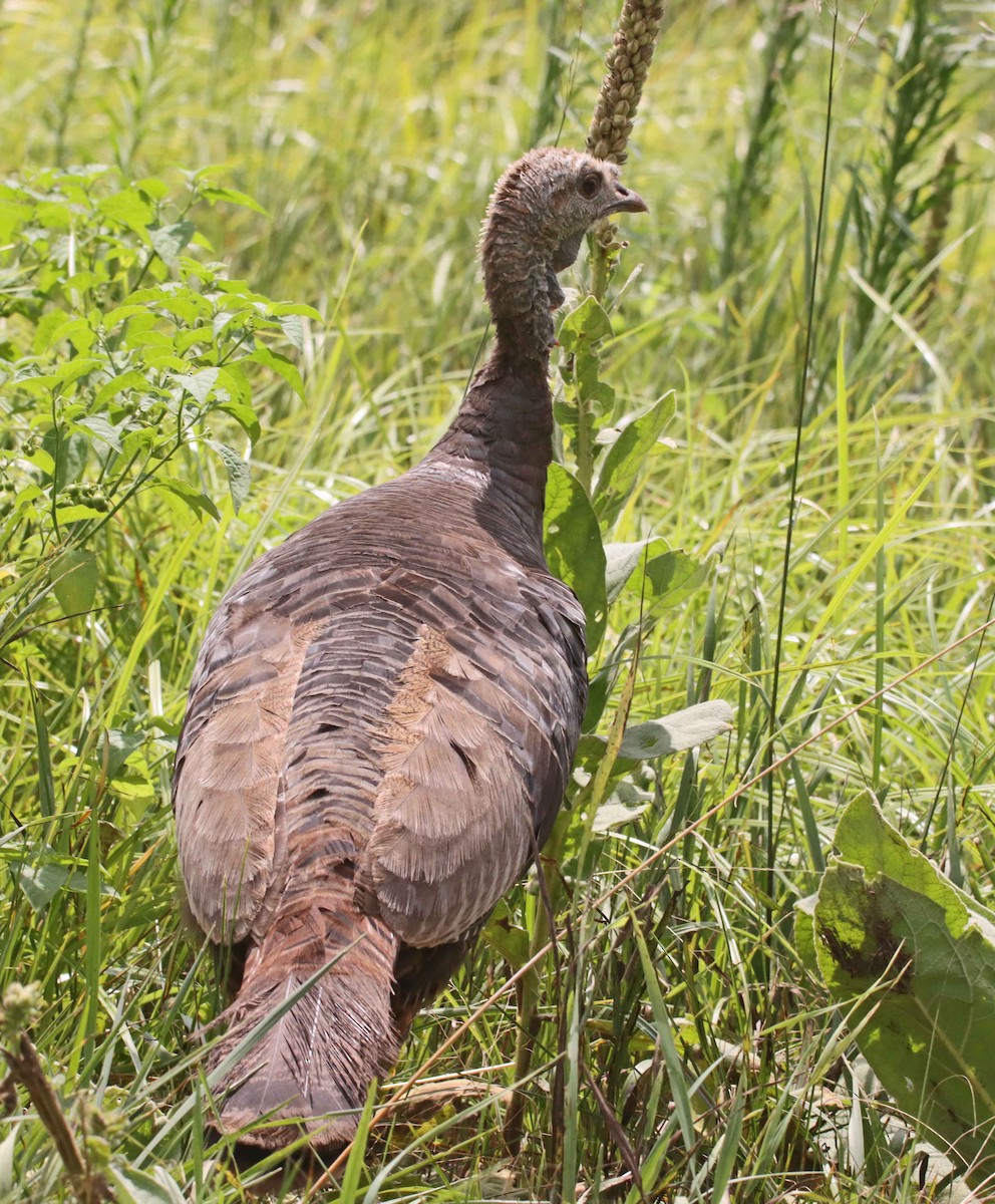 Wild Turkey - ML639740632