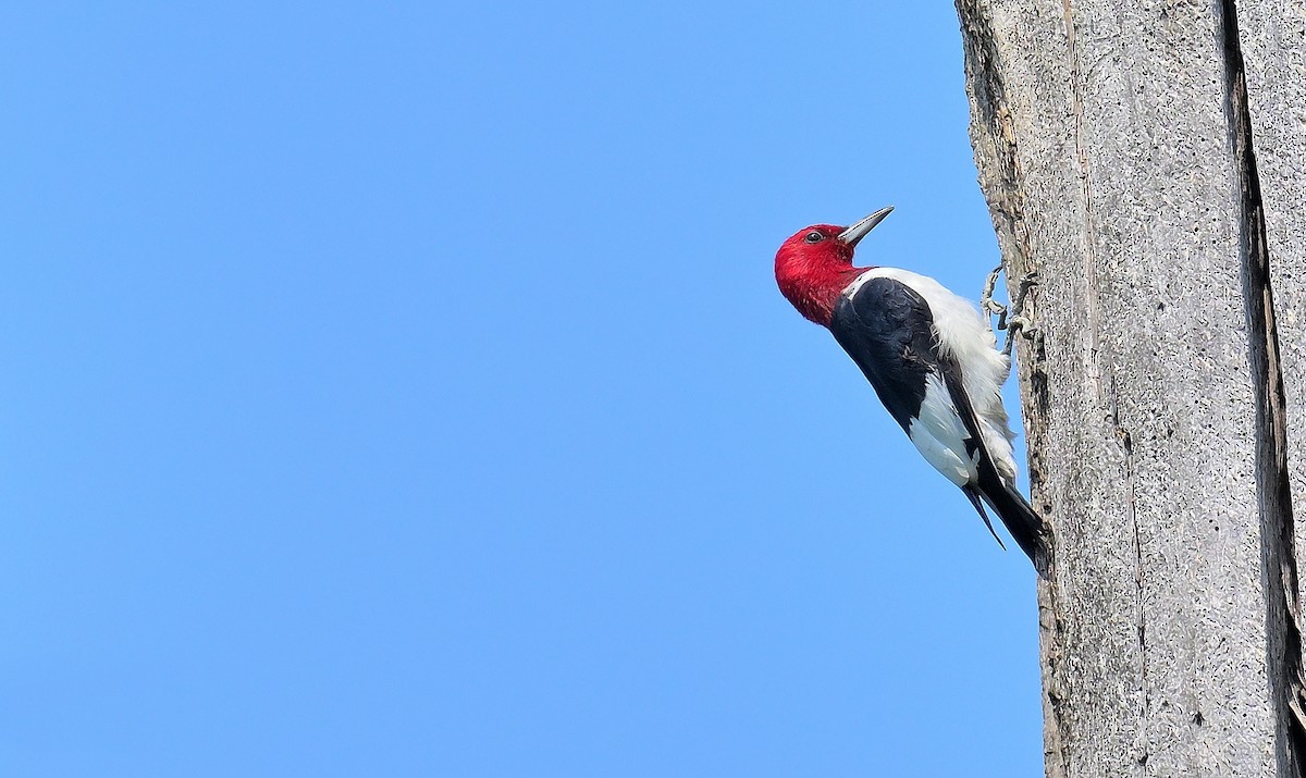 Red-headed Woodpecker - ML639740675