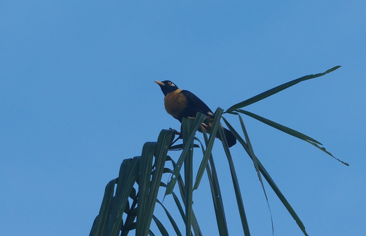 Golden Myna - ML639740679
