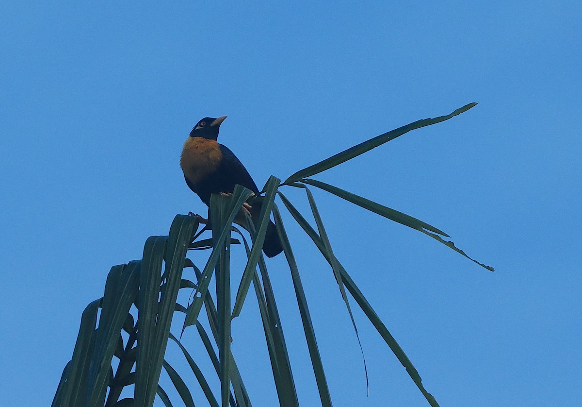 Golden Myna - ML639740699
