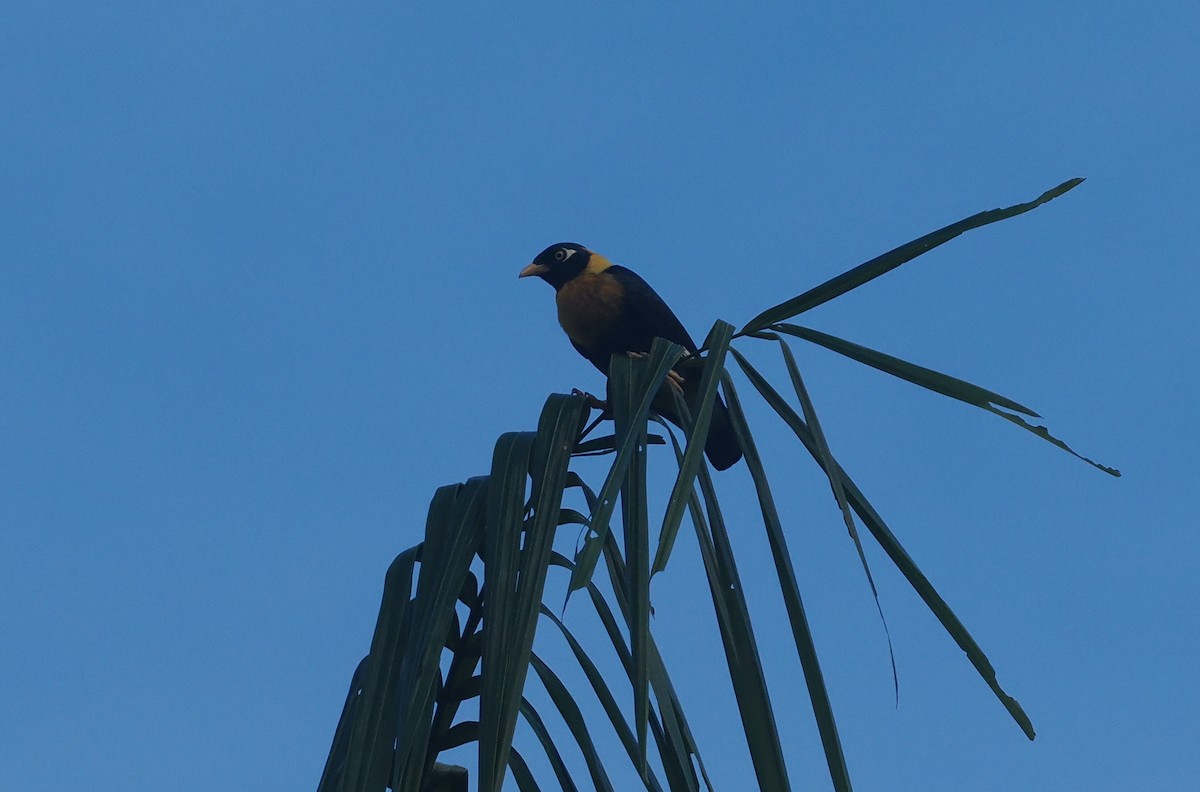 Golden Myna - ML639740728