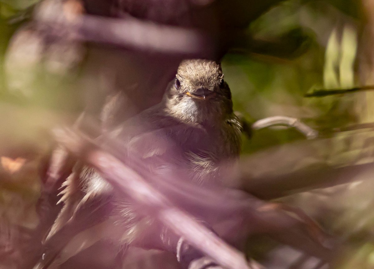 Moucherolle obscur - ML639740774