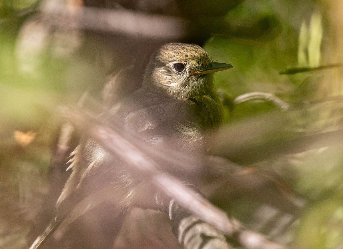 Moucherolle obscur - ML639740775