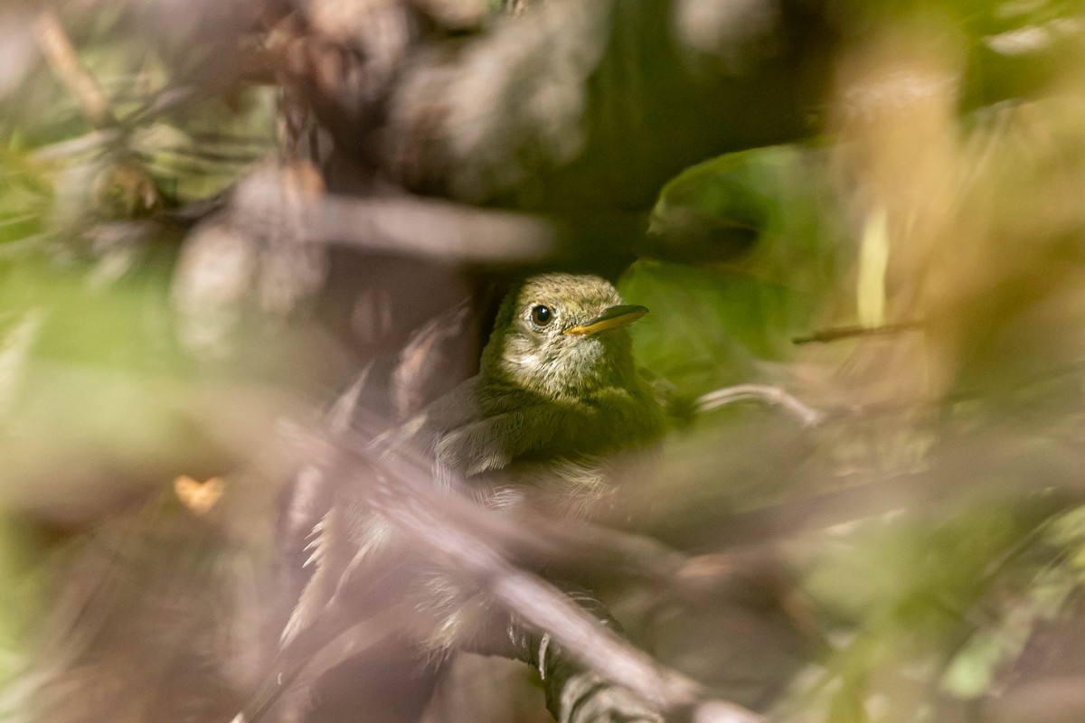 Moucherolle obscur - ML639740776