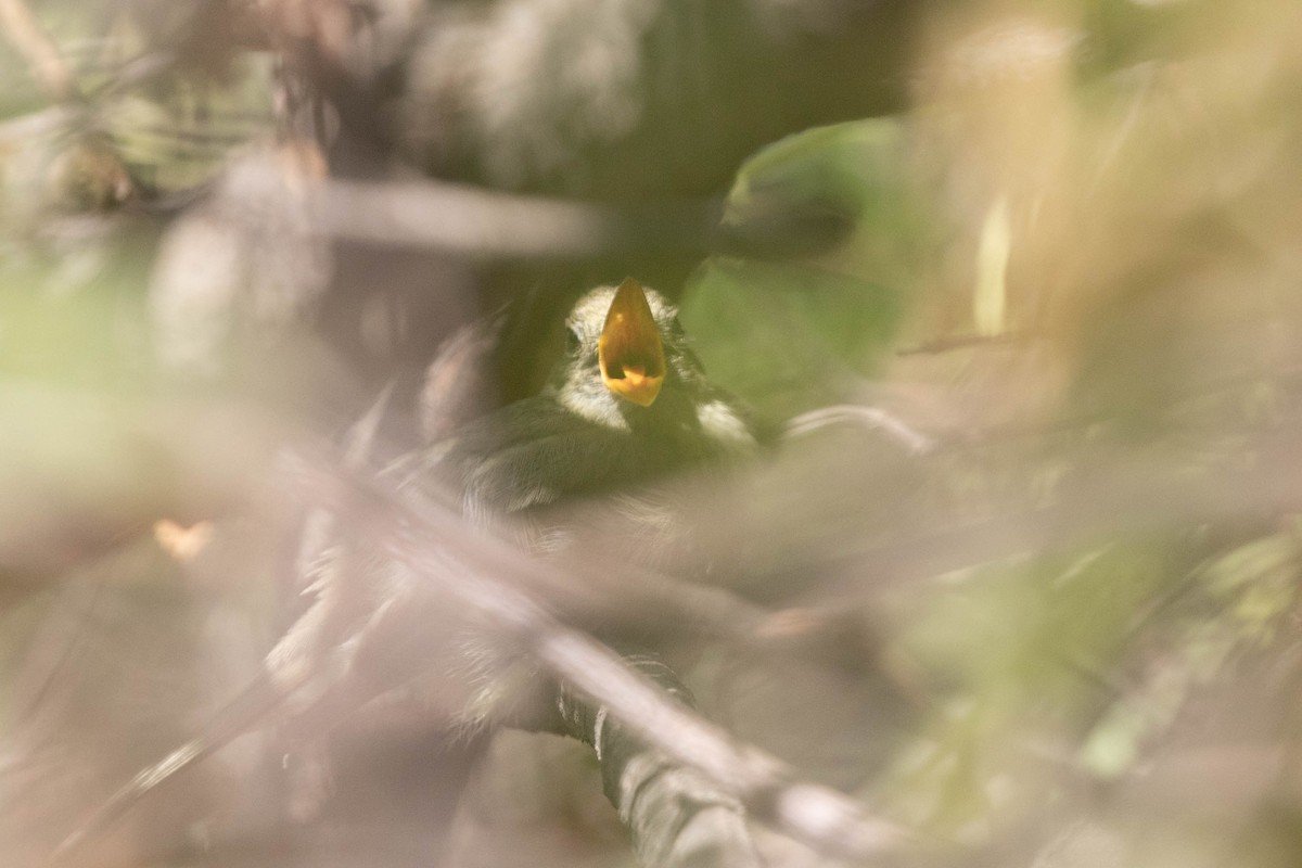 Moucherolle obscur - ML639740777