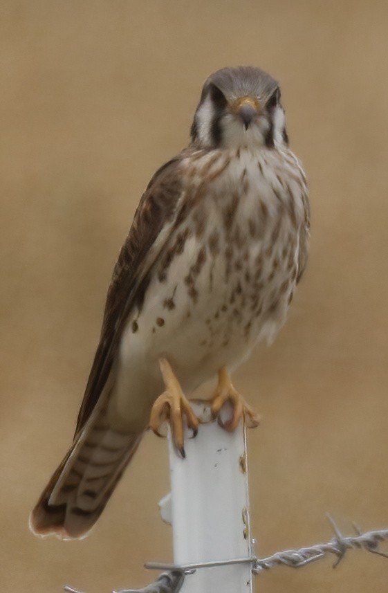 American Kestrel - ML639740779
