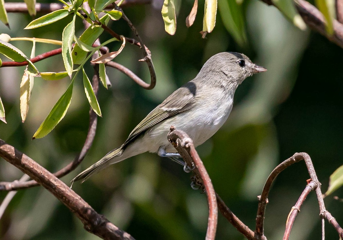 Viréo de Bell (pusillus) - ML639740791