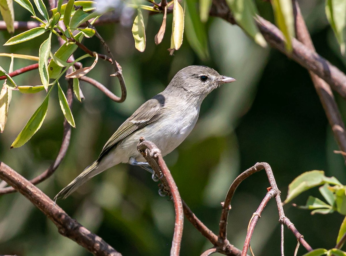 Viréo de Bell (pusillus) - ML639740792