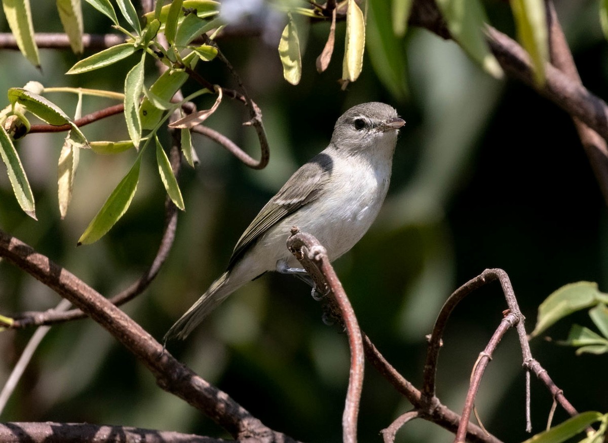 Viréo de Bell (pusillus) - ML639740793