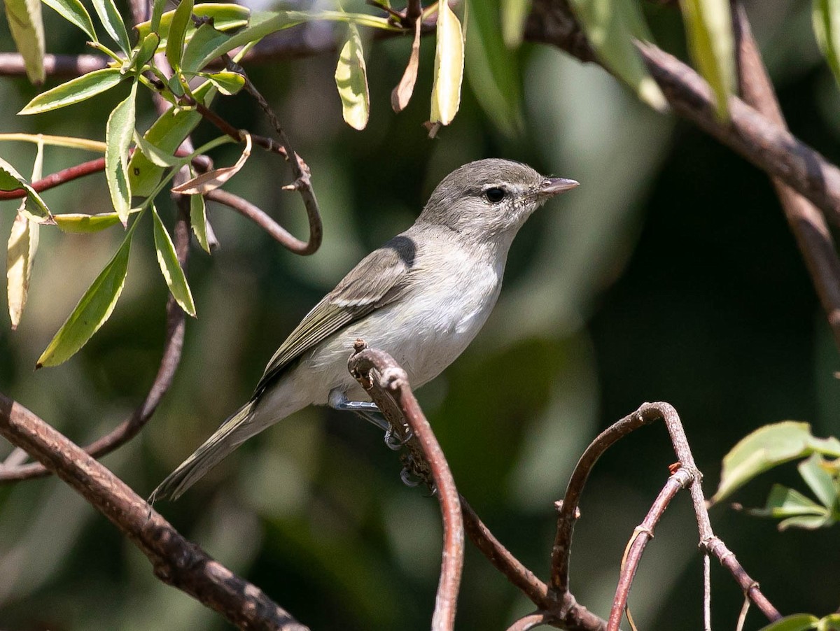 Viréo de Bell (pusillus) - ML639740794