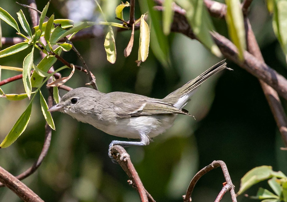 Viréo de Bell (pusillus) - ML639740795