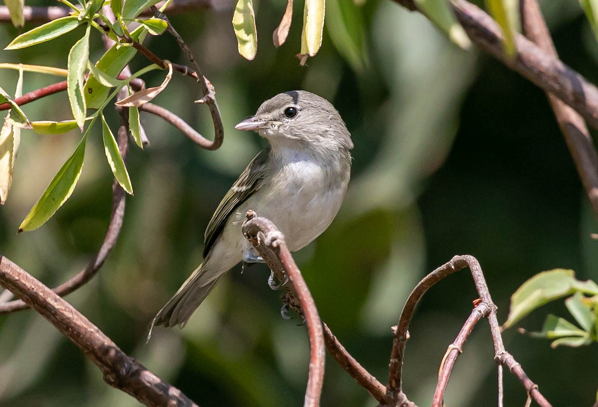 Viréo de Bell (pusillus) - ML639740796