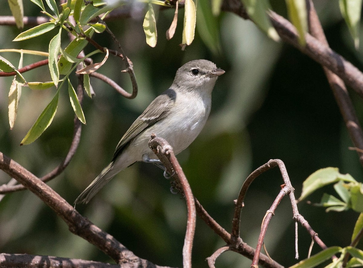 Viréo de Bell (pusillus) - ML639740797