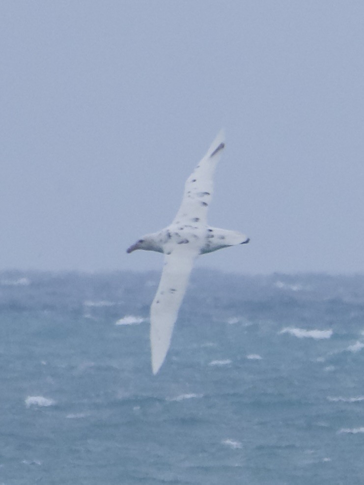 Southern Giant-Petrel - ML639740801