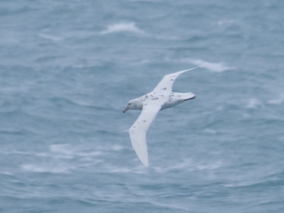 Southern Giant-Petrel - ML639740806