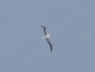 Southern Royal Albatross - ML639740812