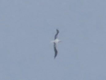 Southern Royal Albatross - ML639740815