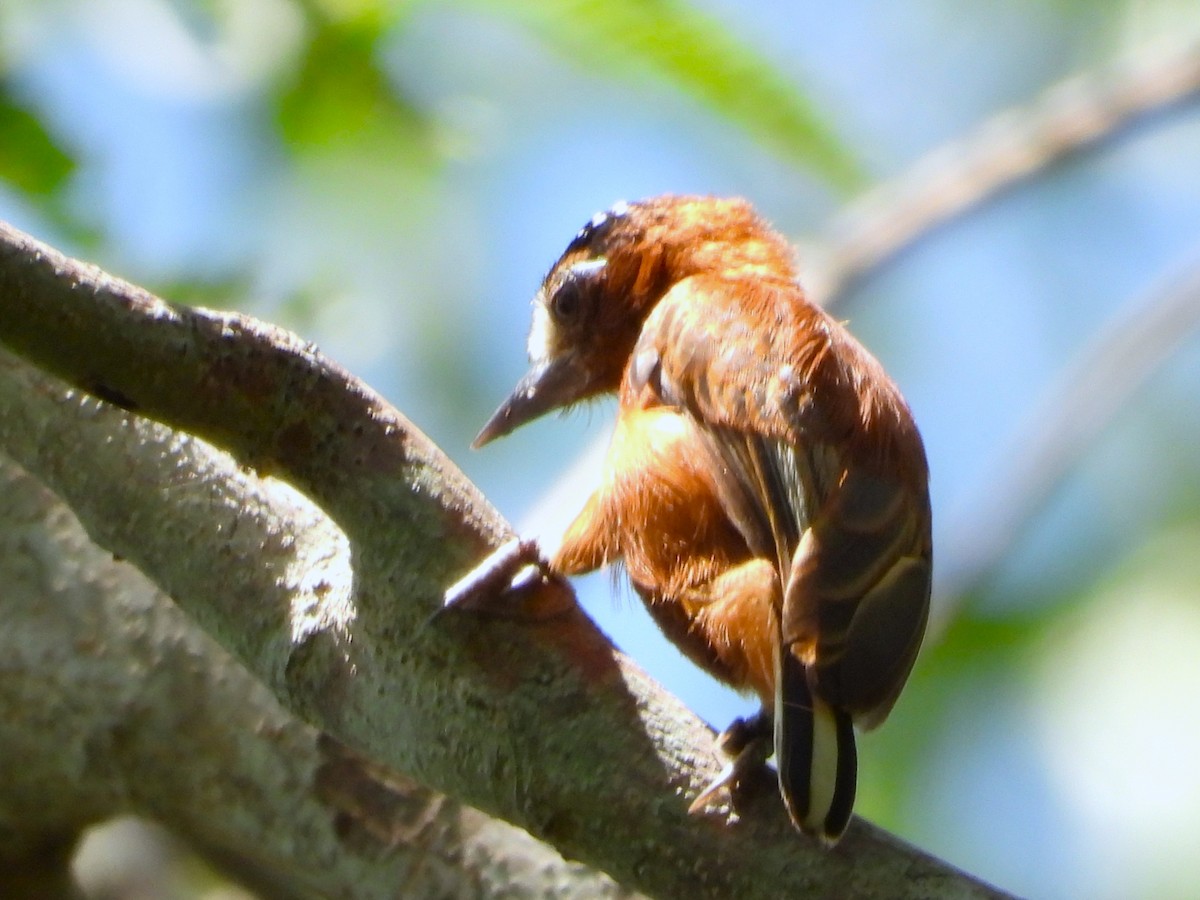 Chestnut Piculet - ML639740821
