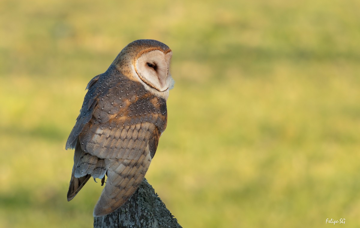American Barn Owl - ML639740835