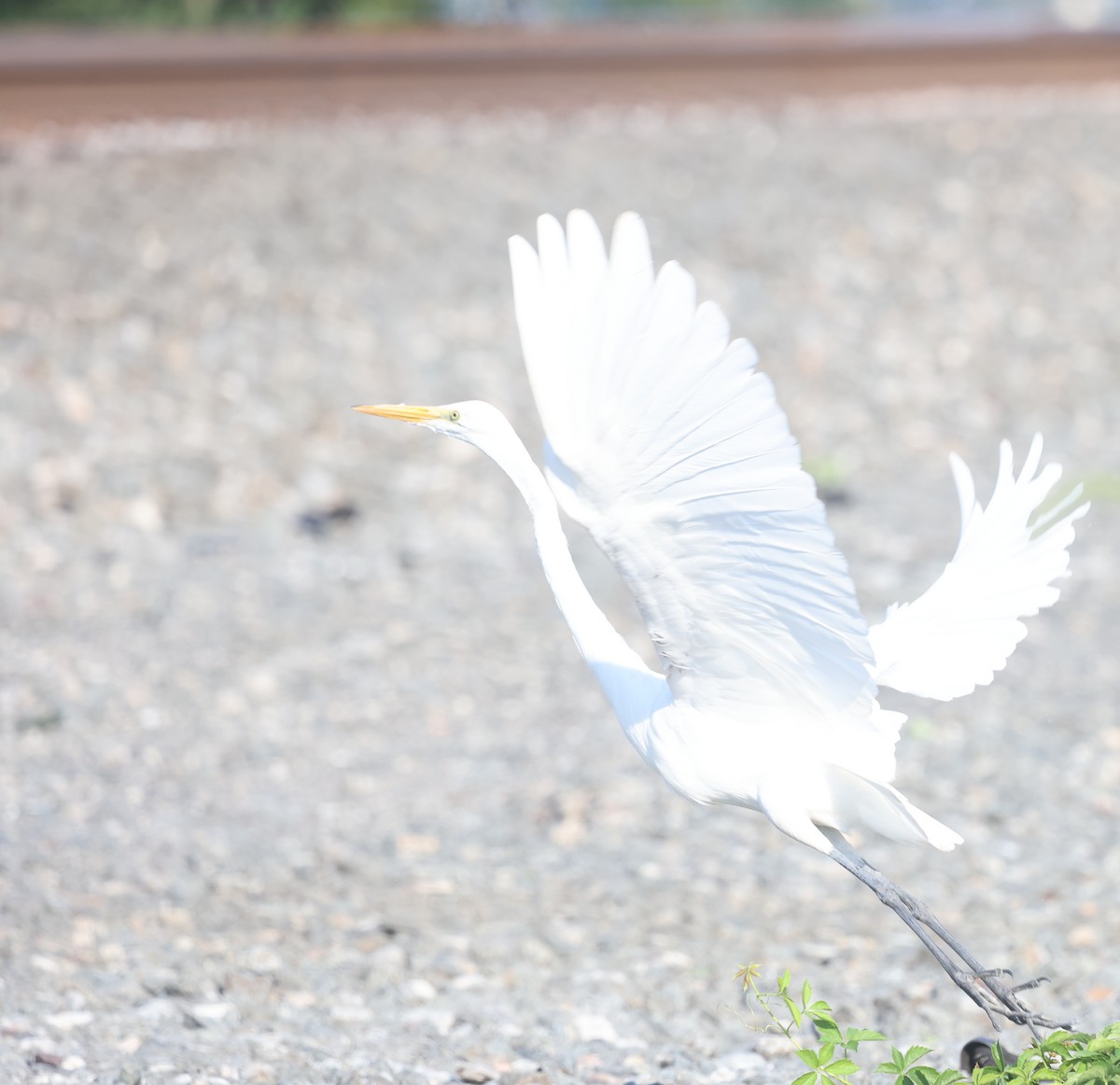 Grande Aigrette - ML639740910