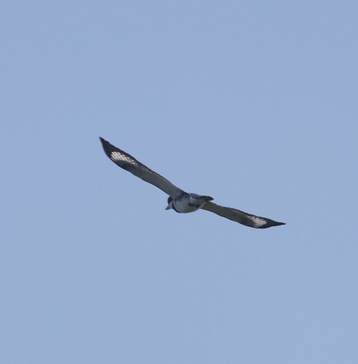 Martin-pêcheur d'Amérique - ML639740920