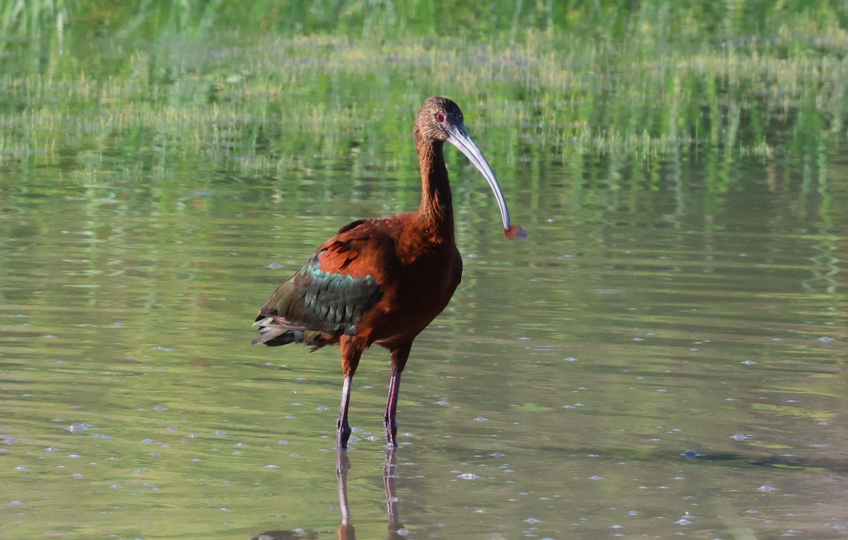 White-faced Ibis - ML639740928