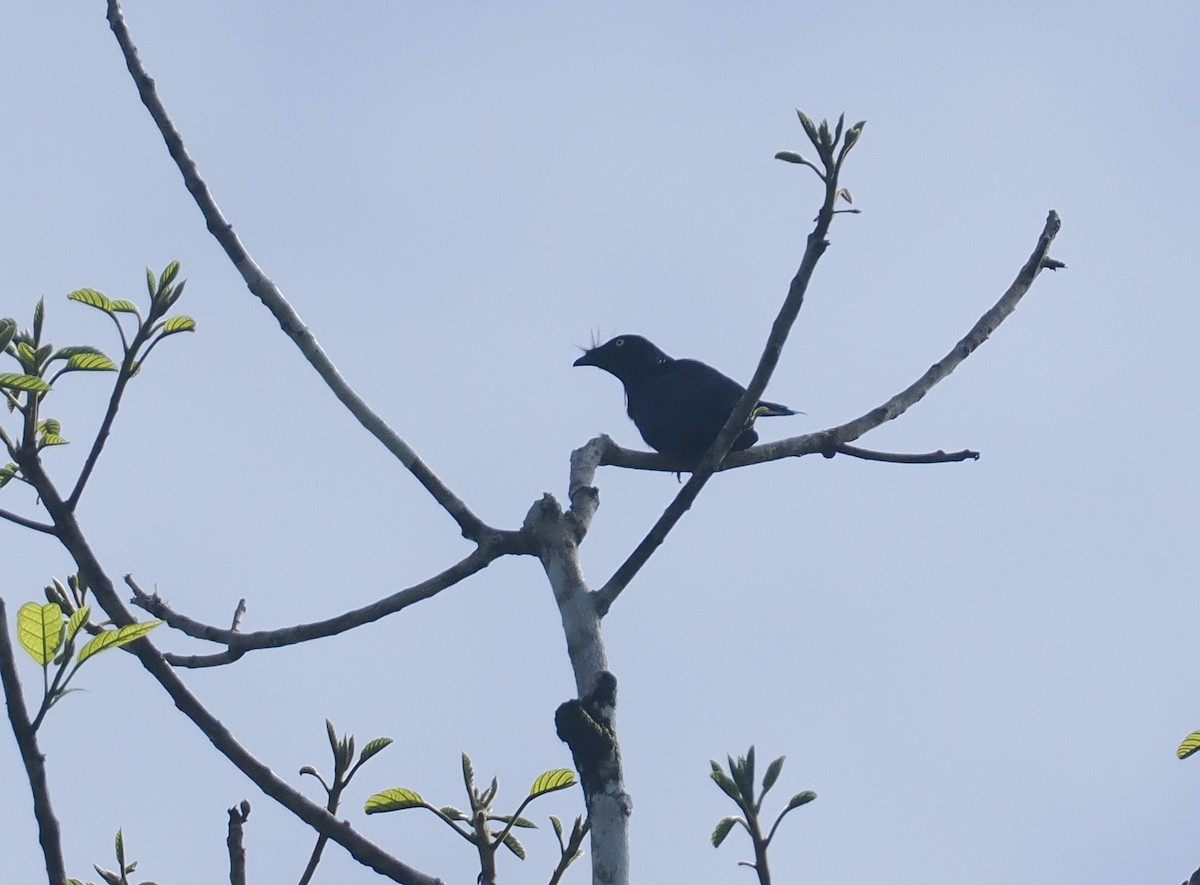 Yellow-eyed Starling - ML639740988