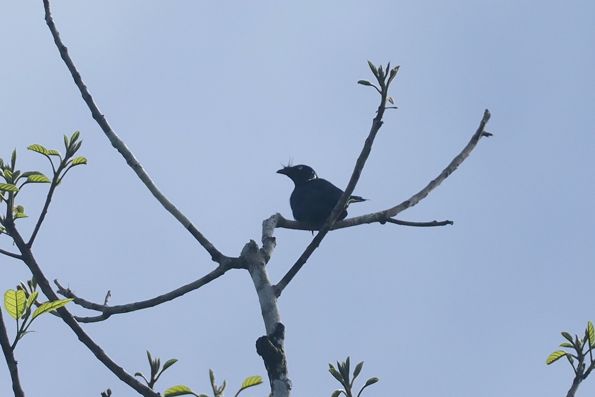 Yellow-eyed Starling - ML639740995