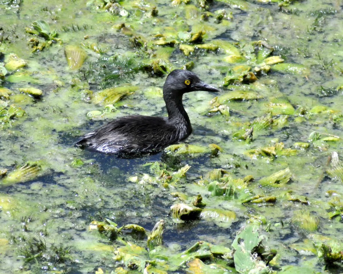 Least Grebe - ML639741001