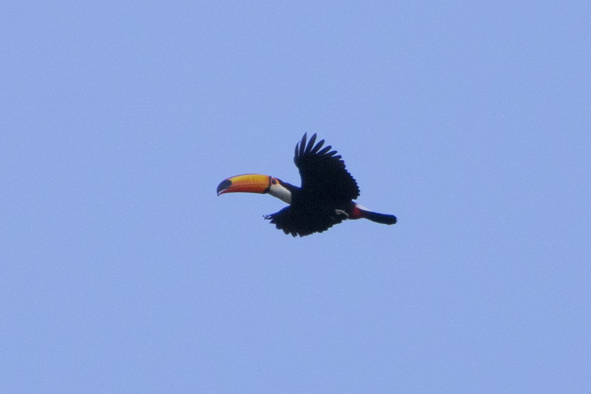 Toco Toucan - ML639741016