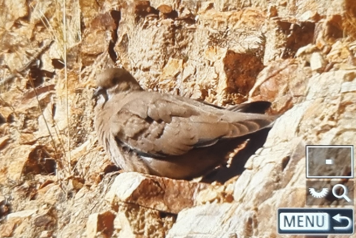 Black-winged Ground Dove - ML639741020