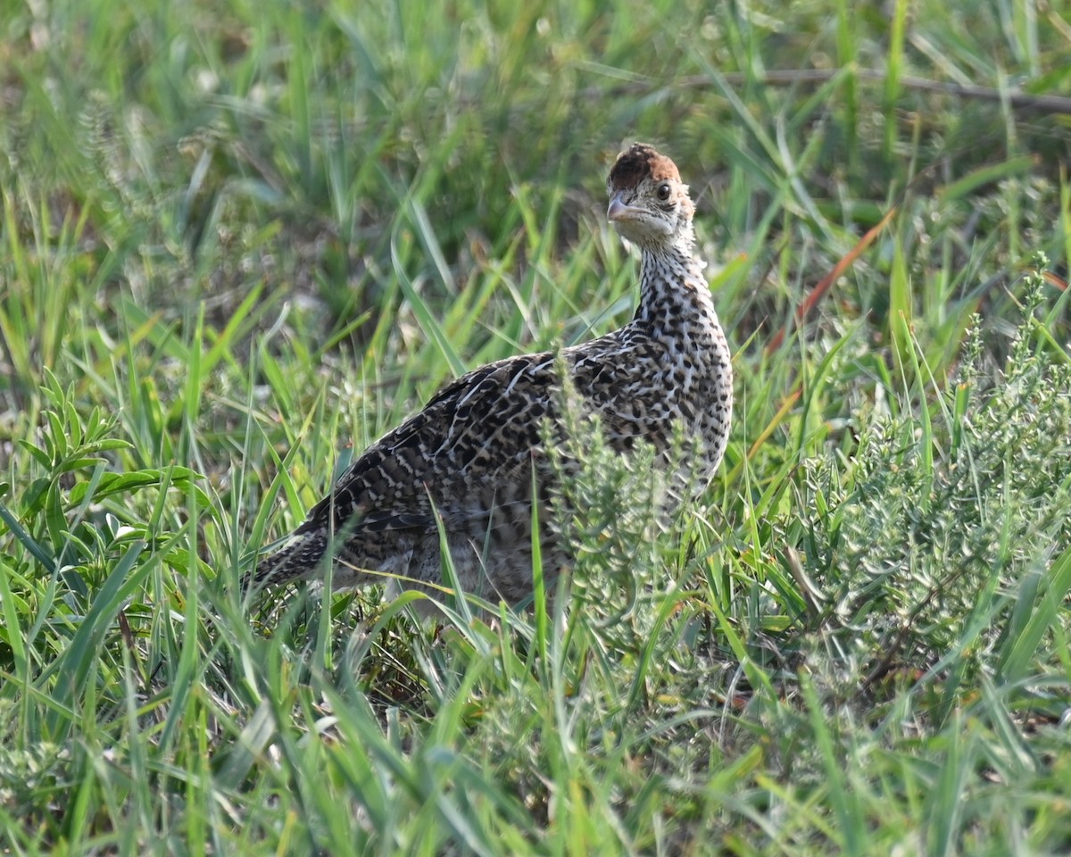 Greater Prairie-Chicken - ML639741024