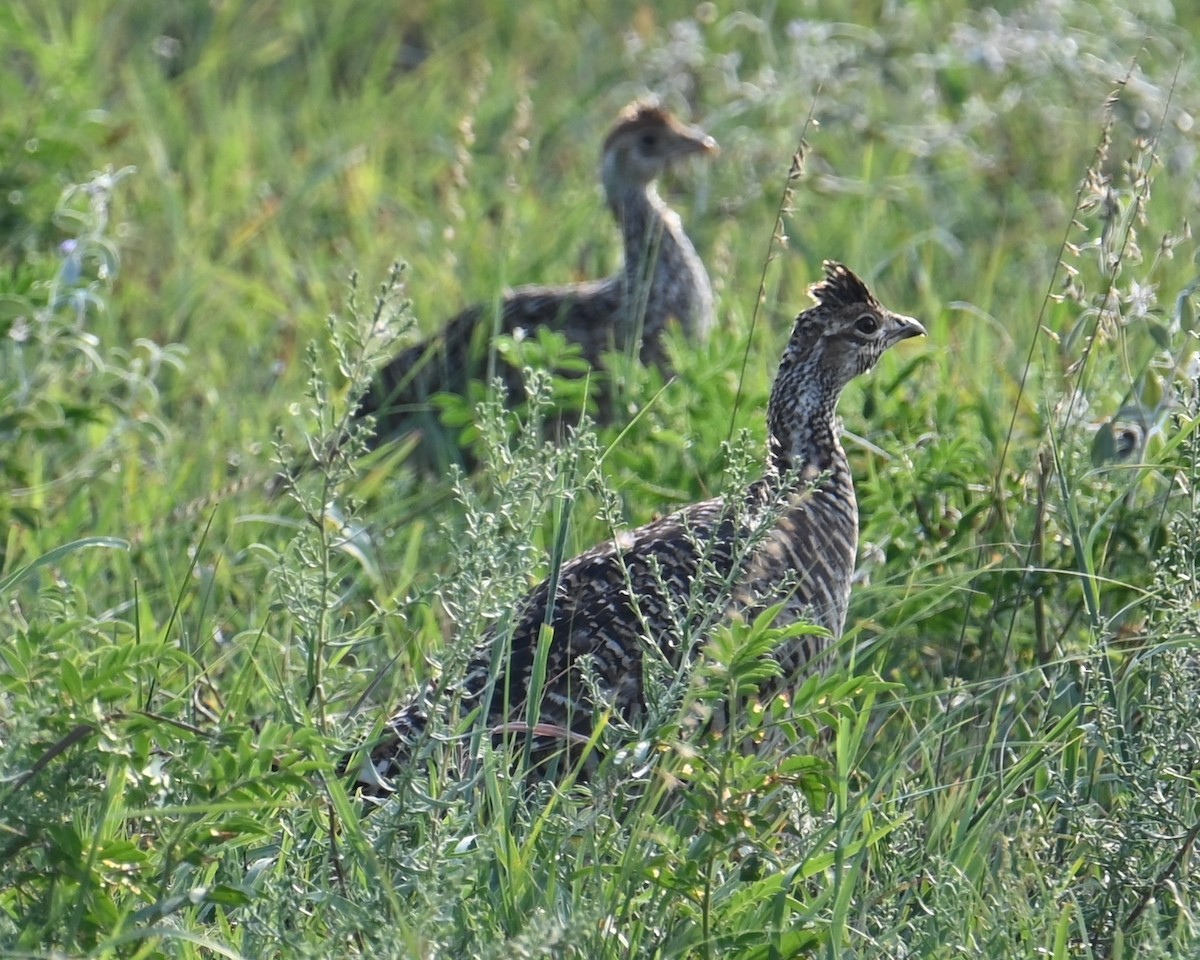 Greater Prairie-Chicken - ML639741027