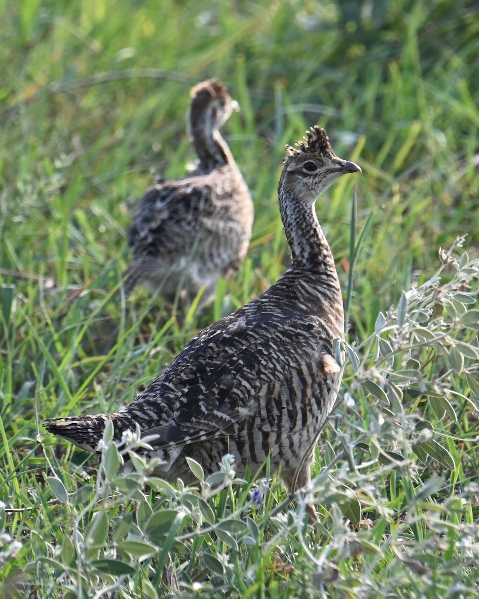 Greater Prairie-Chicken - ML639741028