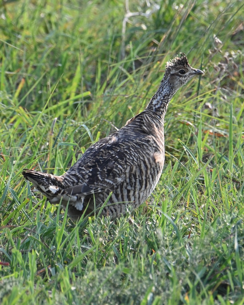 Greater Prairie-Chicken - ML639741029