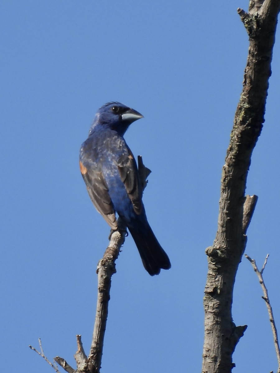 Blue Grosbeak - ML639741032