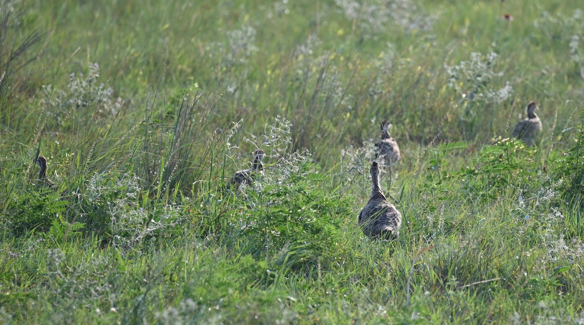 Greater Prairie-Chicken - ML639741034